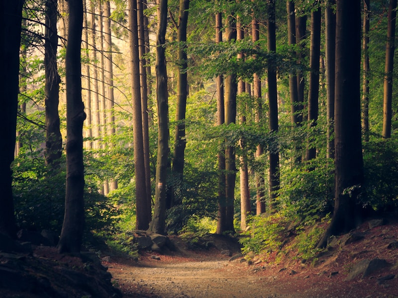 Nature